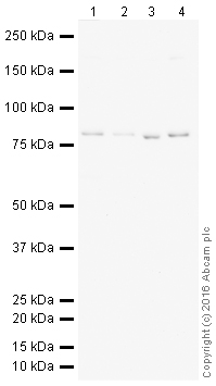 Western blot - HeLa whole cell lysate (ab150035), expandable thumbnail