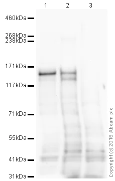 Western blot - HeLa whole cell lysate (AB150035)