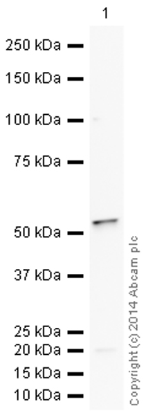 Western blot - HeLa whole cell lysate (ab150035), expandable thumbnail