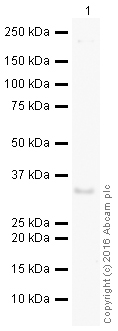 Western blot - HeLa whole cell lysate (ab150035), expandable thumbnail