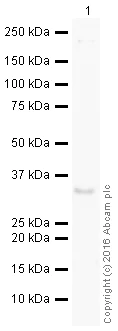 Western blot - HeLa whole cell lysate (AB150035)