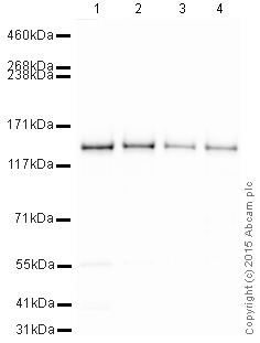 Western blot - HeLa whole cell lysate (ab150035), expandable thumbnail