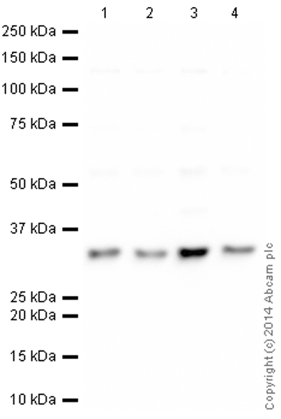 Western blot - HeLa whole cell lysate (ab150035), expandable thumbnail