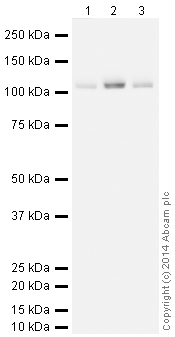 Western blot - HeLa whole cell lysate (AB150035)