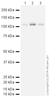Western blot - HeLa whole cell lysate (AB150035)