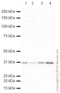 Western blot - HeLa whole cell lysate (AB150035)
