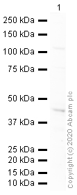 Western blot - HeLa whole cell lysate (ab150035), expandable thumbnail