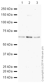 Western blot - HeLa whole cell lysate (ab150035), expandable thumbnail