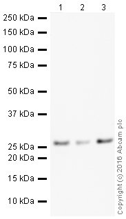Western blot - HeLa whole cell lysate (ab150035), expandable thumbnail