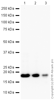 Western blot - HeLa whole cell lysate (ab150035), expandable thumbnail