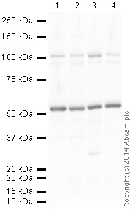 Western blot - HeLa whole cell lysate (ab150035), expandable thumbnail