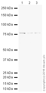 Western blot - HeLa whole cell lysate (ab150035), expandable thumbnail