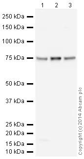 Western blot - HeLa whole cell lysate (AB150035)