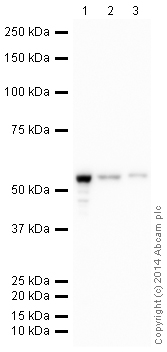 Western blot - HeLa whole cell lysate (ab150035), expandable thumbnail