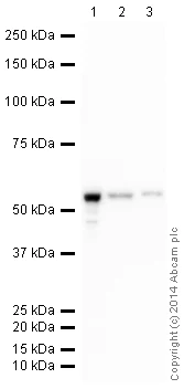 Western blot - HeLa whole cell lysate (AB150035)