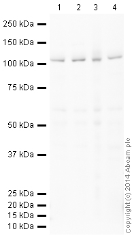 Western blot - HeLa whole cell lysate (ab150035), expandable thumbnail