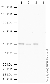 Western blot - HeLa whole cell lysate (ab150035), expandable thumbnail