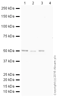 Western blot - HeLa whole cell lysate (AB150035)
