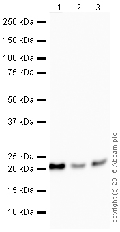 Western blot - HeLa whole cell lysate (ab150035), expandable thumbnail