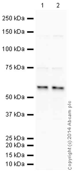 Western blot - HeLa whole cell lysate (ab150035), expandable thumbnail