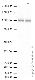 Western blot - HeLa whole cell lysate (AB150035), expandable thumbnail