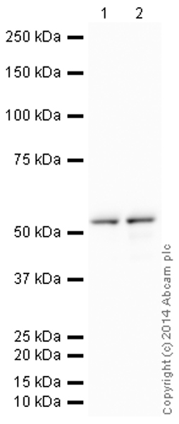 Western blot - HeLa whole cell lysate (AB150035)
