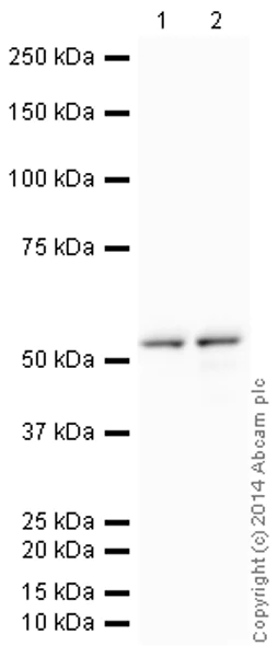 Western blot - HeLa whole cell lysate (AB150035)