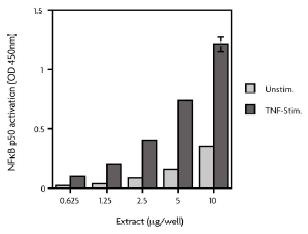 Functional Studies - HeLa whole cell lysate (TNF alpha stimulated) (AB14658)