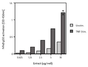 Functional Studies - HeLa whole cell lysate (TNF alpha stimulated) (AB14658)