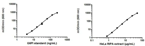 ELISA - HeLa Whole Cell RIPA Extract (AB170197)
