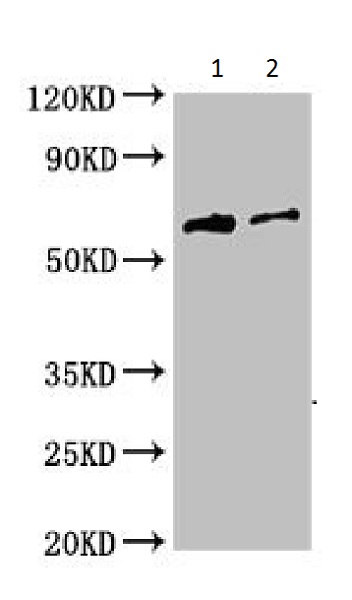 Western blot - Anti-Hemagglutinin antibody (AB225951)