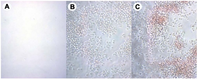 Functional Studies - Hematopoietic Colony Forming Cell Assay Kit (AB242288), expandable thumbnail