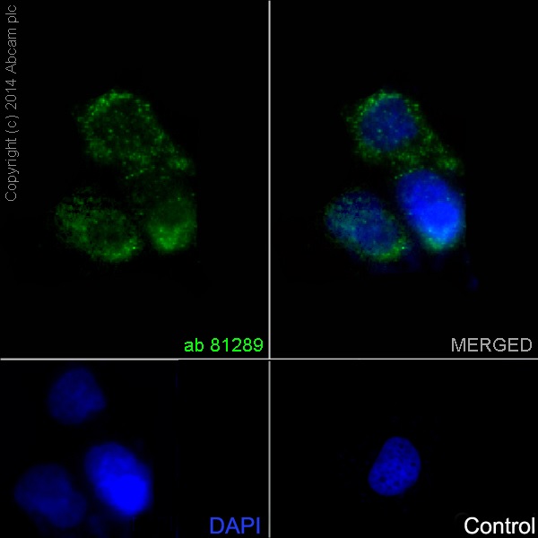 Immunocytochemistry/ Immunofluorescence - Hematopoietic Stem Cell Marker (CD34, CD59, CD90 / Thy1, CD38, c-Kit) Antibody Panel - Human (AB254022), expandable thumbnail
