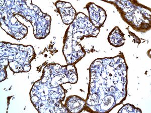 Immunohistochemistry (Formalin/PFA-fixed paraffin-embedded sections) - Hematopoietic Stem Cell Marker (CD34, CD59, CD90 / Thy1, CD38, c-Kit) Antibody Panel - Human (AB254022), expandable thumbnail