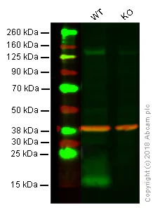 Western blot - Hematopoietic Stem Cell Marker (CD34, CD59, CD90 / Thy1, CD38, c-Kit) Antibody Panel - Human (AB254022)