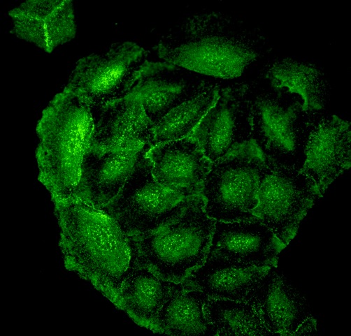 Immunocytochemistry/ Immunofluorescence - Anti-Heme Oxygenase 1 antibody [1F12-A6] (AB223349), expandable thumbnail