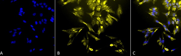 Immunocytochemistry/ Immunofluorescence - Anti-Heme Oxygenase 1 antibody [1F12-A6] (AB223349), expandable thumbnail