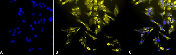 Immunocytochemistry/ Immunofluorescence - Anti-Heme Oxygenase 1 antibody [1F12-A6] (AB223349)