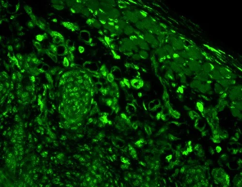 Immunohistochemistry paraffin embedded sections - Anti-Heme Oxygenase 1 antibody [1F12-A6] (AB223349)