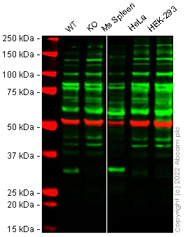 Western blot - Anti-Heme Oxygenase 1 antibody [1F12-A6] (AB223349)