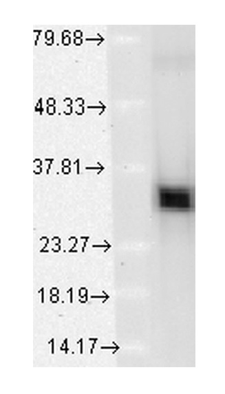 Western blot - Anti-Heme Oxygenase 1 antibody [1F12-A6] (AB223349), expandable thumbnail