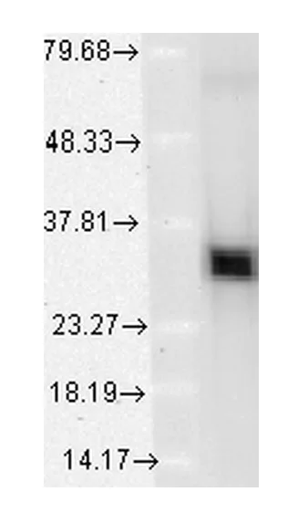 Western blot - Anti-Heme Oxygenase 1 antibody [1F12-A6] (AB223349)