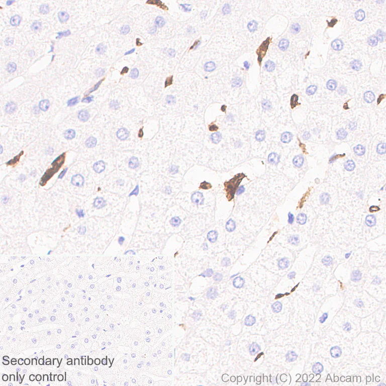 Immunohistochemistry (Formalin/PFA-fixed paraffin-embedded sections) - Anti-Heme Oxygenase 1 antibody [23/Heme Oxygenase 1] - BSA and Azide free (AB302672)