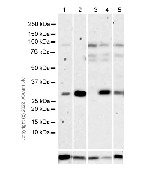 Western blot - Anti-Heme Oxygenase 1 antibody [23/Heme Oxygenase 1] - BSA and Azide free (AB302672)