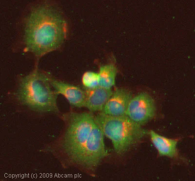 Immunocytochemistry/ Immunofluorescence - Anti-Heme Oxygenase 1 antibody (AB13243)