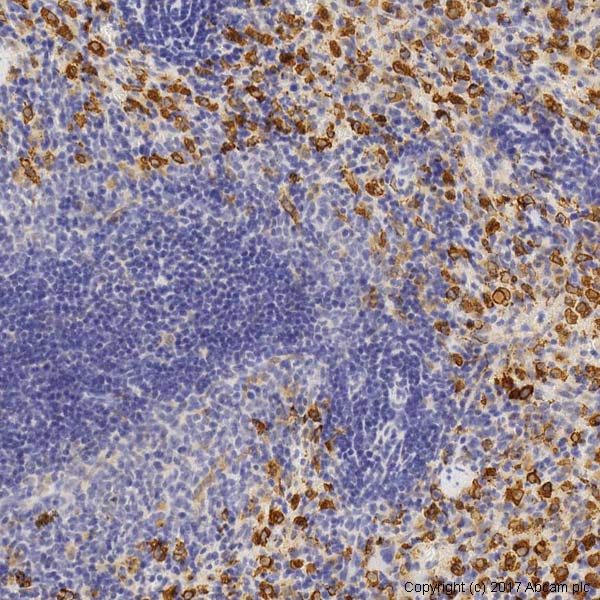 Immunohistochemistry (Formalin/PFA-fixed paraffin-embedded sections) - Anti-Heme Oxygenase 1 antibody (AB13243), expandable thumbnail