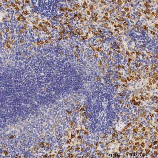 Immunohistochemistry (Formalin/PFA-fixed paraffin-embedded sections) - Anti-Heme Oxygenase 1 antibody (AB13243)