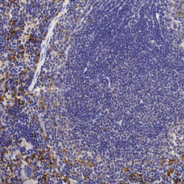 Immunohistochemistry (Formalin/PFA-fixed paraffin-embedded sections) - Anti-Heme Oxygenase 1 antibody (AB13243)