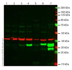 Western blot - Anti-Heme Oxygenase 1 antibody (AB13243)