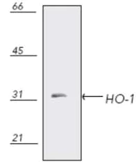 Western blot - Anti-Heme Oxygenase 1 antibody (AB13243)